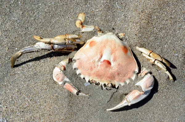 Yengeç iskeleti yarı yarıya kumsalda gömülü, Olağandışı sahillerde, Tierra del Fuego.