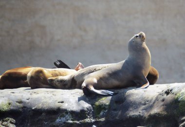 Deniz aslanı, Arjantin patagonisinde Puerto Pirmides körfezinde denize bakan kayaların üzerinde dinlenir.