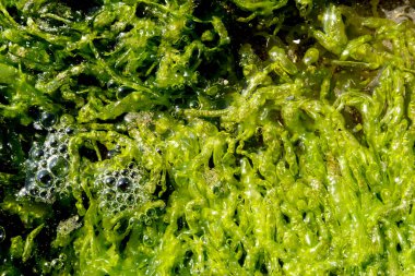 Arkaplanda deniz suyu ve kumla karışan yeşil yosunların dokusu kabarcık etkisi yaratır.