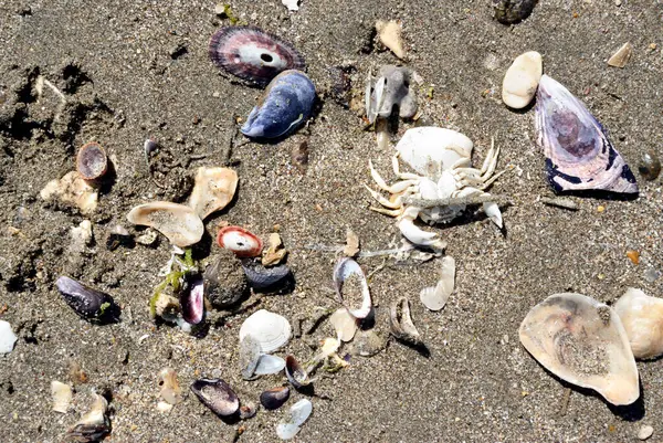 Kabuk kalıntıları ve yengeç iskeletleri Arjantin Patagonya 'daki Puerto Piramidinin kumsallarında.