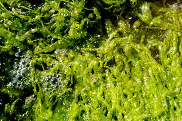 Arkaplanda deniz suyu ve kumla karışan yeşil yosunların dokusu kabarcık etkisi yaratır.