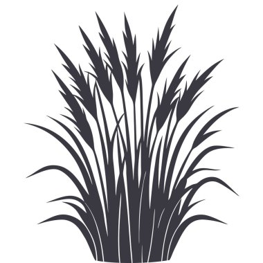 çimen bitkisi beyaz arkaplanda izole