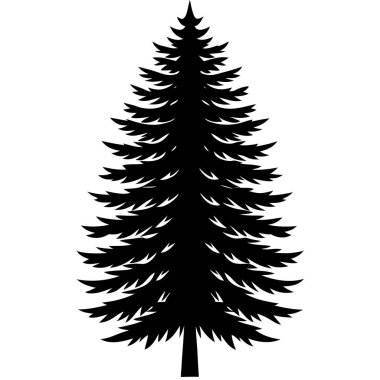 çam ağacı beyaz arkaplanda izole edildi