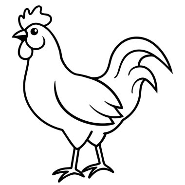 Beyaz arka planda tavuk