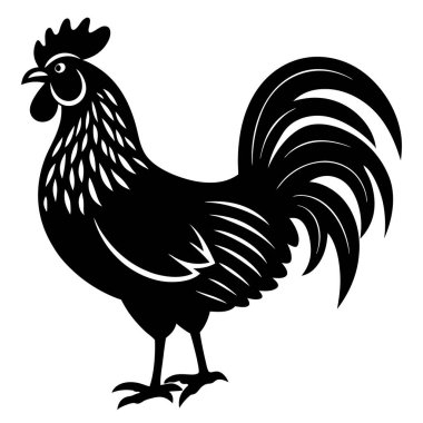 Siyah horoz beyaz üzerine