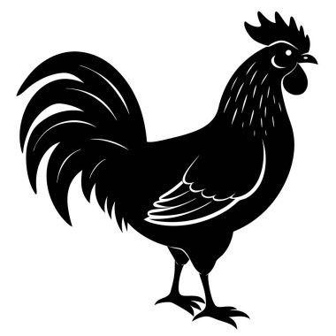 Beyaz arka planda siyah horoz