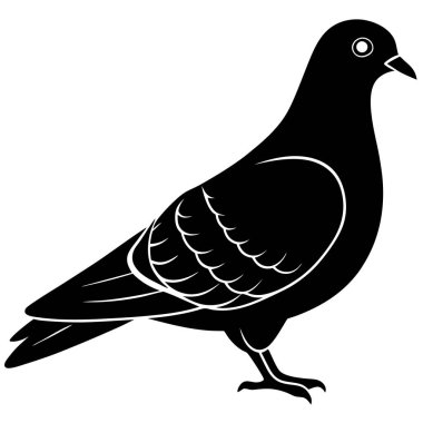 güvercin kuş vektör çizimi