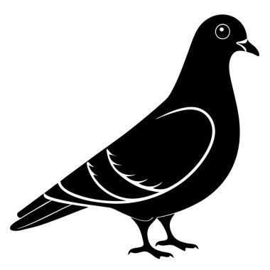 siyah güvercin, illüstrasyon, beyaz arkaplanda vektör.
