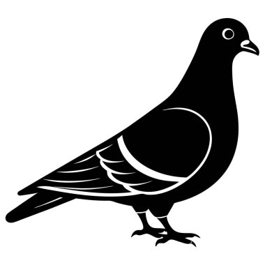 Güvercin, illüstrasyon, beyaz arkaplan vektörü.