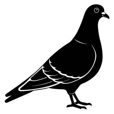 Siyah beyaz güvercinin vektör çizimi