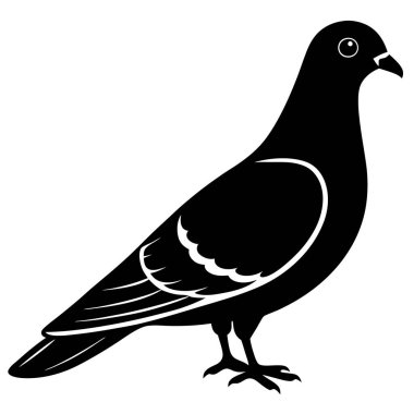 Siyah güvercin, illüstrasyon, beyaz arkaplandaki vektör.