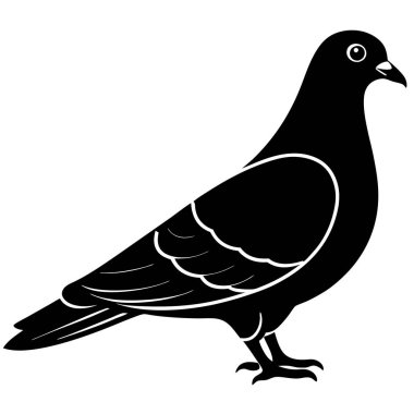 siyah güvercin, vektör, illüstrasyon, izole edilmiş, beyaz arkaplan