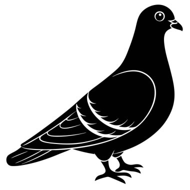 siyah güvercin, illüstrasyon, beyaz arkaplanda vektör.