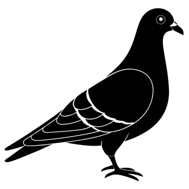 siyah güvercin, izole, vektör illüstrasyonu