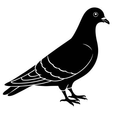 siyah güvercin, illüstrasyon, beyaz arkaplanda vektör.