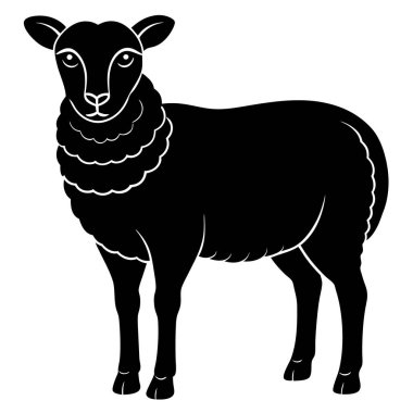 beyaz çizgili kara koyun