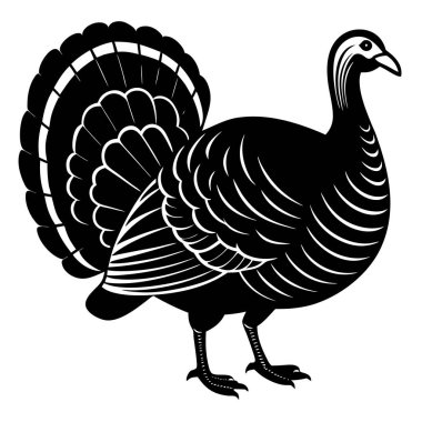 Bir hindinin vektör çizimi