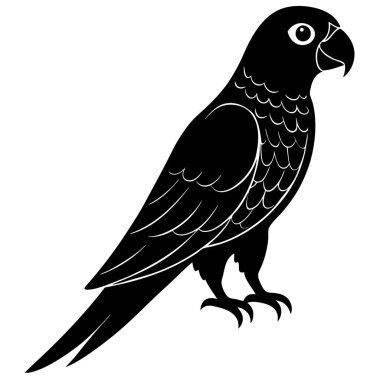 Siyah bir papağanın vektör görüntüsü