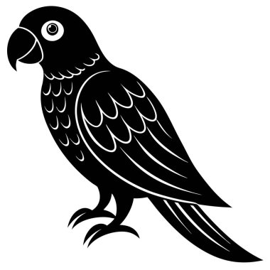Siyah bir papağan kuşunun vektör çizimi