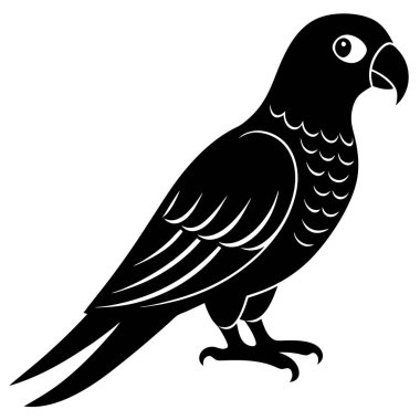 siyah ve beyaz papağan