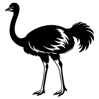 siyah devekuşu vektör çizimi