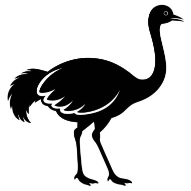 siyah devekuşu, illüstrasyon, vektör, beyaz arkaplan.