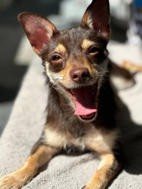 Mutlu köpek alıyor 