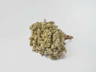 Beyaz arka planda izole bir demet Edelweiss çiçeği.