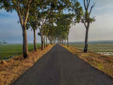 Ağaçlarla kaplı düz bir asfalt yol sabah güneşiyle birlikte kenarları kaplayan.