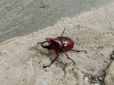 Boynuz böceği yukarı bakıyor, sanki iki güzel boynuzunu gösteriyormuş gibi..
