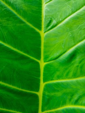 Taro yaprağı dokusu - Yağmur damlalarının dokunduğu taro yaprağı kemiğinin güzel dokusu.