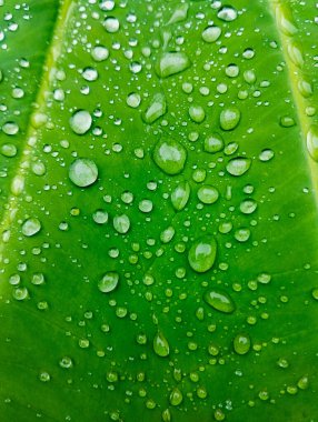 Taro yaprağı dokusu - Yağmur damlalarının dokunduğu taro yaprağı kemiğinin güzel dokusu.