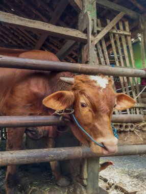 Kahverengi inek ağılında - Kurban Bayramı 'nda kesime uygun..