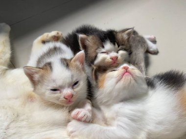 Üç sevimli kedi yavrusu yerde yatıyor..