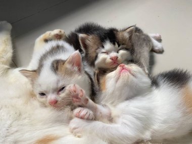 Üç sevimli kedi yavrusu yerde yatıyor..