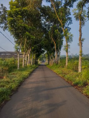 Manzaralı patika ve her iki taraftaki hindistan cevizi ağaçları..