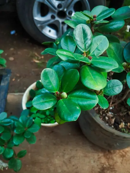 stock image Ficus malacocarpa is a tree in the fig family Moraceae. It is native in a range from China through tropical Asia and the Caroline Islands to Australia.