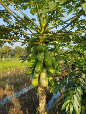 Kaliforniya papaya ağaçları bol meyve verir.