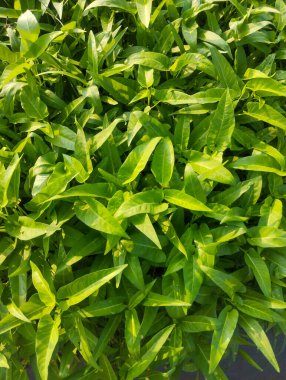 Su dolu yeşil bir tarla ıspanak sebzeleri, sabah parlak bir güneş ışığıyla fotoğraflandı..