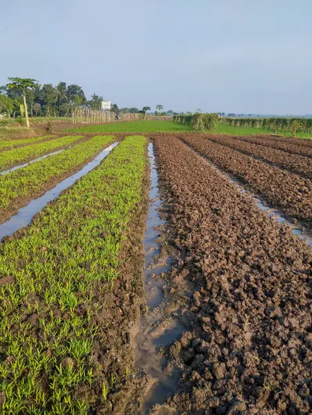 stock image A very green field, filled with water spinach vegetables, photographed in the morning with a bright sunshine.