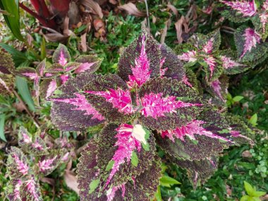 Yapraklarının yüzeyinde hafif siyah ve mor renkli olan Coleus bitkisi, evin önündeki süs bitkisi olarak çok güzel ve uygundur..