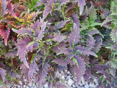 Coleus bitkilerinin bir odayı veya bahçeyi dekore etmek için çok güzel renkleri vardır..