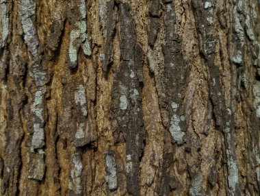 Ağaç dokusu. Arkaplan için uygun bir ağaç yüzeyi.