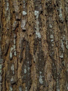 Ağaç dokusu. Arkaplan için uygun bir ağaç yüzeyi.