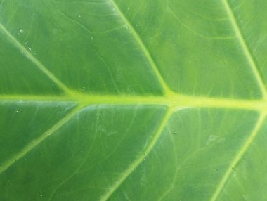 Taro yapraklarının dokusu yeşil ve yüzeyinde doğal çizgiler var..