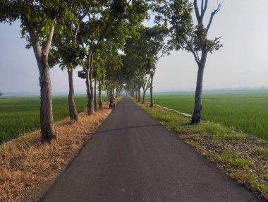 Her iki tarafında ağaçlar olan düz asfalt yol, etrafını çevreleyen geniş ve yeşil pirinç tarlaları, parlak güneş ışığı.
