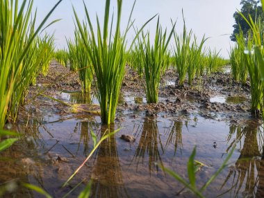 Pirinç bitkileri tarlalara güzelce ekilmiş..