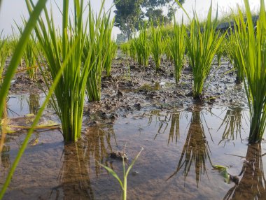 Pirinç bitkileri tarlalara güzelce ekilmiş..