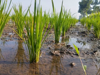 Pirinç bitkileri tarlalara güzelce ekilmiş..