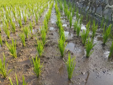 Pirinç bitkileri tarlalara güzelce ekilmiş..
